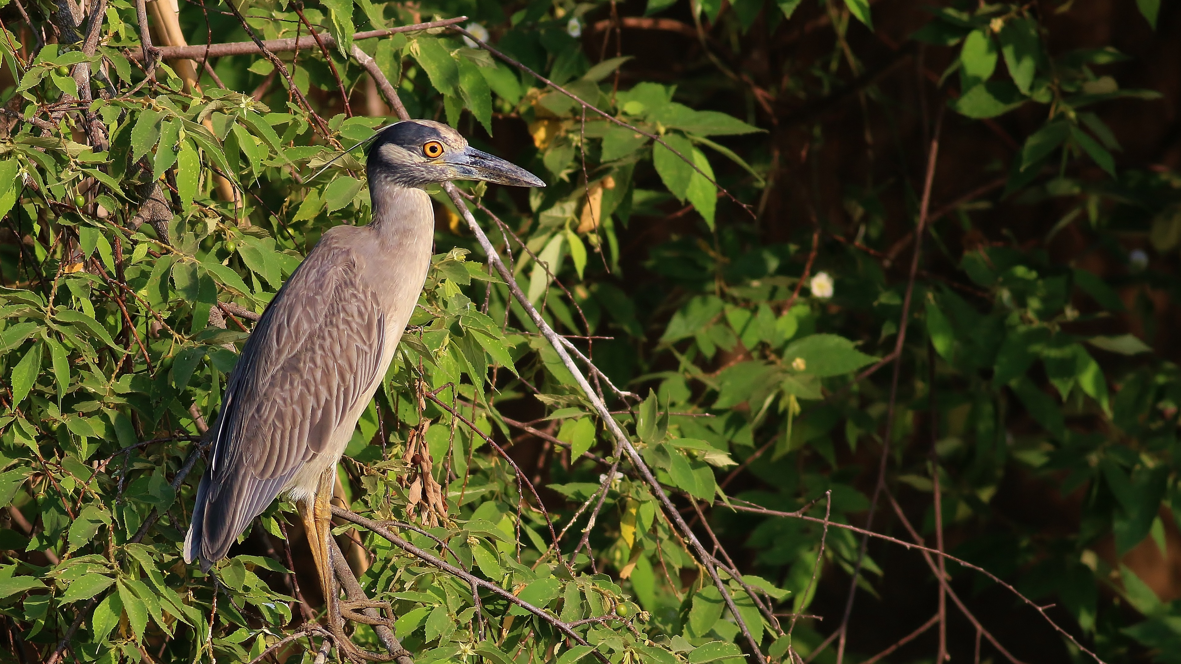 Yellow-crowned Night-Heron